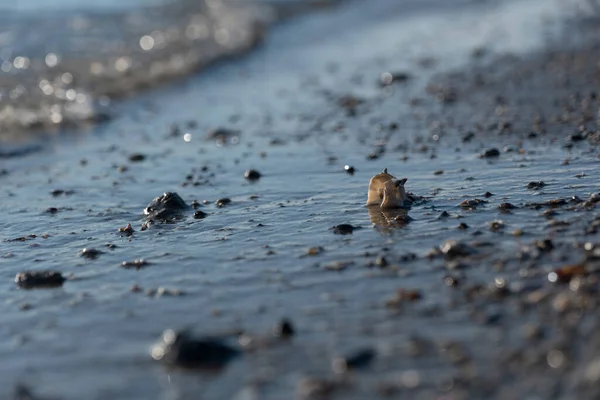 砂浜には透明度の高い海水を背景に小さな貝殻が点在し — ストック写真