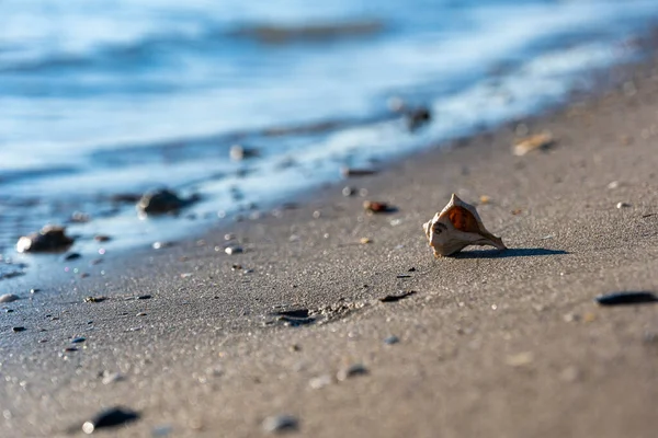 美丽的贝壳在沙滩上 在海浪的背景下 — 图库照片