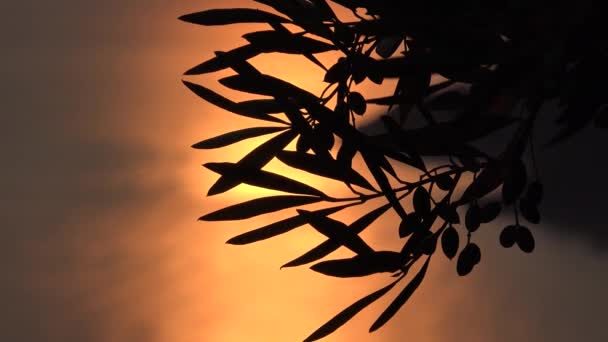 Оливковые Ветви Саду Закате Сельское Хозяйство Греции Морские Волны Пляже — стоковое видео