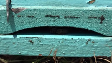 Bees Flying by Beecove in Summer Nature