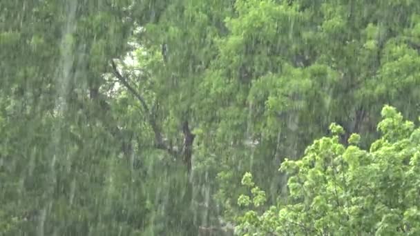 Deszcz, burza, ulewny letni deszcz w lesie, deszczowy dzień w lesie, burza w przyrodzie — Wideo stockowe