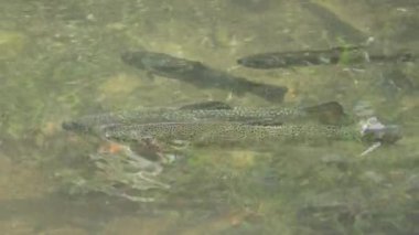 Dağ Nehrinde Alabalık Balıkları, Gökkuşağı Balığı Su altı Deresi, Buhar, Deresi