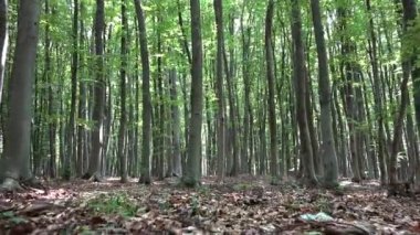 Orman, kamp, yürüyüş yeşillik izleme yaprakları, güneş ışınları kiriş ahşap şubeleri