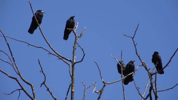 Corbeaux sur l'arbre, Volant, Foule de corbeaux dans la branche, Oiseau noir, Oiseaux Gros plan en été Nature, Environnement naturel — Video