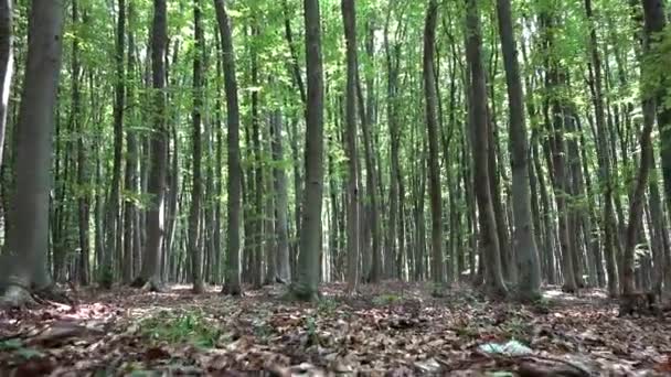 Séta Erdőben Camping Követés Lombozat Levelek Nap Sugarai Gerenda Ágai — Stock videók