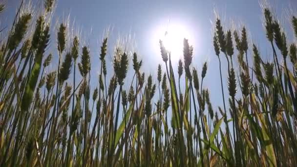 Oreille de blé de seigle au coucher du soleil, champ agricole, céréales, récolte, produits de l'industrie agricole — Video