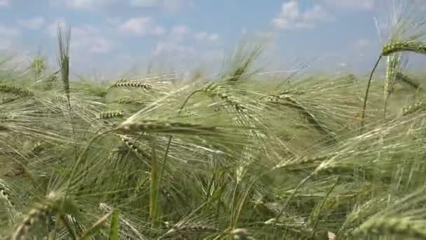 Trigo na agricultura Campo, Orelha, Grãos de visão agrícola, Cereais Cultivo ao nascer do sol, Produtos da indústria agrícola — Vídeo de Stock