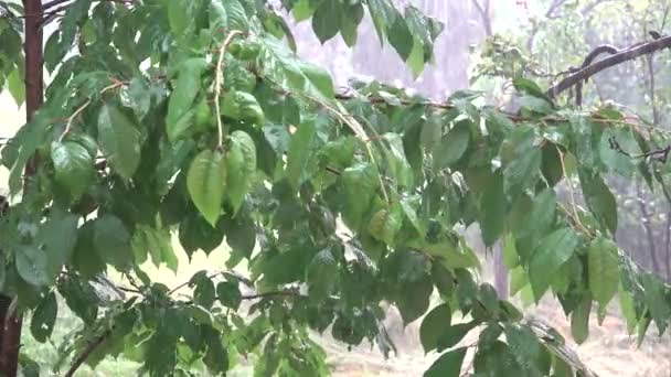 桜の枝の夏の雨の日 自然の中での嵐 悪天候と浸水 — ストック動画