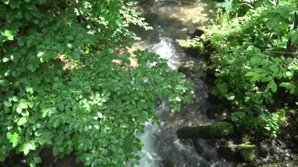 山の川の滝の小川 夏の晴れた日の森 木の景色 — ストック動画