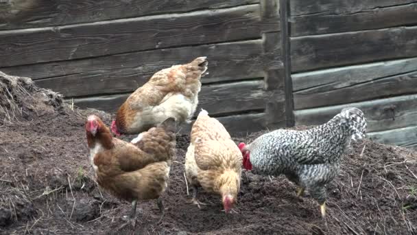 Rooster and Hens, Chickens Cock Walking in Yard, Farm, Poultry in Garden — Stockvideo