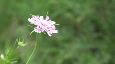 Dağlarda Çiçek, Alp Dağları 'nda Yaban Bitkileri Doğal Çevrede Kırsal Manzara, Yazın Kırsal Görüş