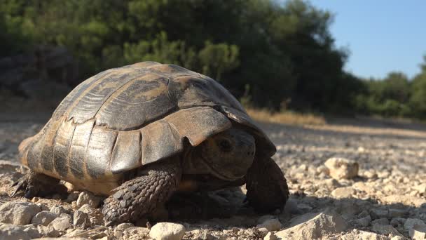 Черепаха в природному середовищі, Греція Екзотична черепаха йде по природі, рептилія затінена — стокове відео