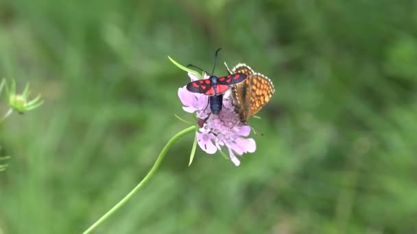 空飛ぶ蝶、花の上の蝶自然マクロ、昆虫と山の庭の景色を閉じる — ストック動画