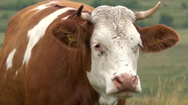 山地农田的奶牛放牧、草原上的牛肉肖像画放牧、牧场耕作中的动物、郊区村庄 — 图库视频影像