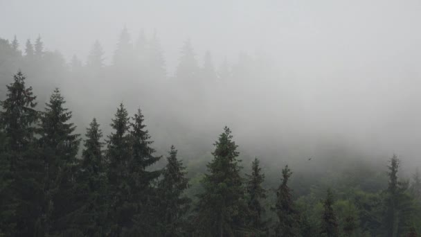 Nevoeiro nas montanhas, Nuvens Dia chuvoso, Floresta nebulosa mística nublada, Fumaça de névoa tempestuosa, Paisagem nublada de madeira alpina Timelapse — Vídeo de Stock