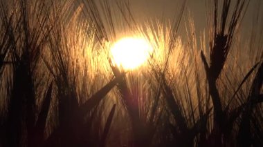 Tarım Alanında Buğday, Günbatımında Kulak, Tarımsal Görünüm Tahılları, Gündoğumunda Mısır Ürünleri, Tarım Endüstrisi