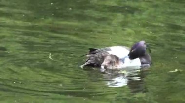 Gölde Ördek Yüzüşü, Göl, Londra 'da Su, Vahşi Kuş
