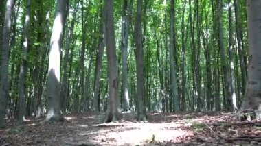 Orman, kamp, yürüyüş yeşillik izleme yaprakları, güneş ışınları kiriş ahşap şubeleri