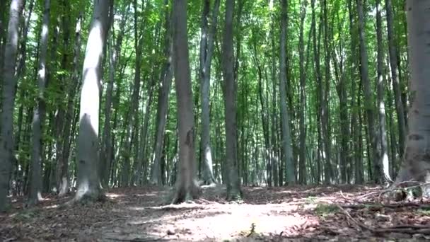 Séta az erdőben, Camping, követés lombozat levelek, nap sugarai gerenda fa ágai — Stock videók