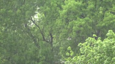 Yağmur, Fırtına, Şiddetli Yaz Yağmuru Orman 'da Yağmurlu Gün Orman Yeşilliklerinde Yağmurlu Gün, Doğada Fırtınalı Gün