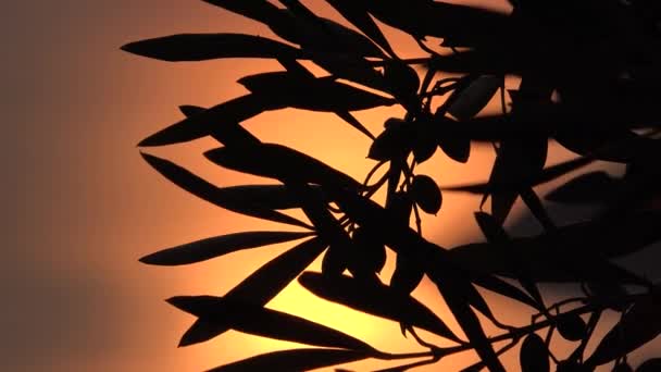 Olive Tree Branches in Orchard at Sunset, Greece Zemědělství, Mořské vlny na pláži, Sklizeň krajiny — Stock video