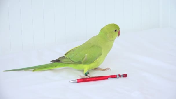Alexander Papagaio brincando na cama, Indiana, engraçado Anel-Necked Parakeet Bird, Crianças Animais Amigos — Vídeo de Stock