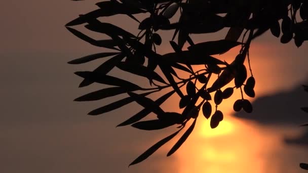 Olive Tree Branches in Orchard at Sunset, Greece Zemědělství, Mořské vlny na pláži, Sklizeň krajiny — Stock video