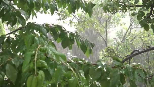 雨,豪雨,嵐,桜の枝の夏の雨の日,自然の中での嵐,悪天候と浸水,洪水 — ストック動画