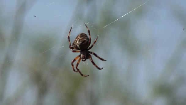 Spinnennetz, Insekt in natürlicher Umgebung, vergiftetes Raubtier, Bete in der Natur — Stockvideo