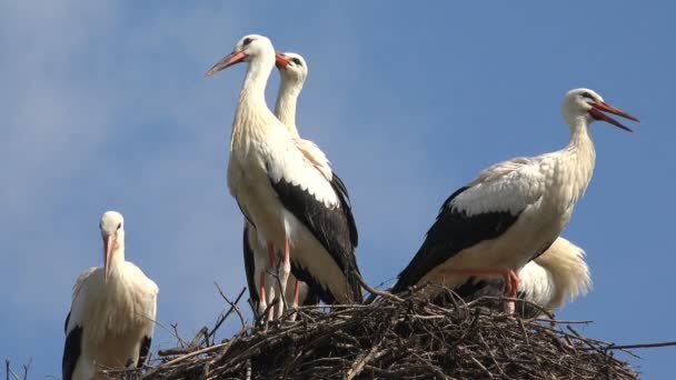 Storchenschwärme am Himmel, Störche nisten auf einer Stange, Vogelfamilie nistet, Blick auf die Natur — Stockvideo