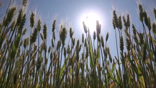 Rye Wheat Ear in Sunset, Campo de agricultura, Grãos, Cereais, Colheita, Produtos da indústria agrícola — Vídeo de Stock