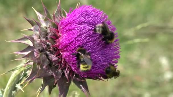 Flor de espinas, Polinización de cardos, Montañas plantas medicinales del desierto, Abejorro — Vídeos de Stock