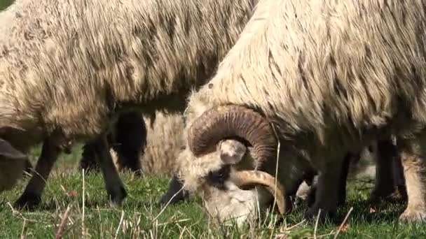 Schafe Herde Von Lämmern Die Auf Der Weide Weiden Hirten — Stockvideo