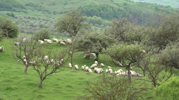 Овцы Стадо Ягнят Пасущихся Пастбище Пастух Пасторальный Вид Ферму Животные — стоковое видео