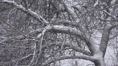 Kar, Ağaç Yaprağı Kar, Noel Sahnesi, Ormanda Kar Fırtınası Manzarası, Ormanda Kar Taneleri