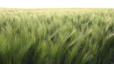 Buğday Tarlası, Tarım Endüstrisi, Günbatımında Kulak, Tarım Manzarası Tahılları, Gündoğumunda Tahıl Ürünleri, Tarım Hasadı
