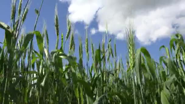 Ржаное Пшеничное Поле Сельскохозяйственная Промышленность Ухо Закате Зерно Сельскохозяйственного Обзора — стоковое видео