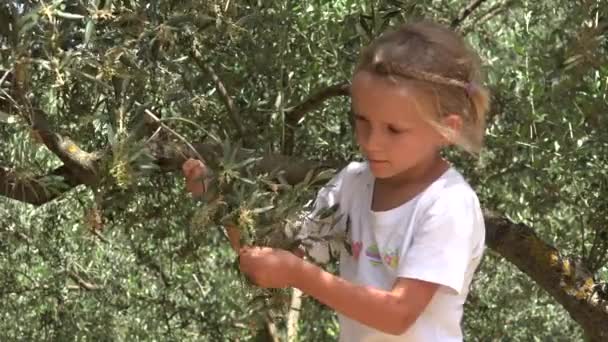 Rolnik Zbierający Oliwki Dzieciak Bawiący Się Sadzie Dziewczyna Studiująca Owoce — Wideo stockowe