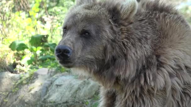 Oso Pardo Primer Plano Del Bosque Animal Salvaje Buscando Olfatear — Vídeos de Stock