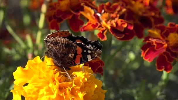 蝴蝶在田里飞在菊花上 在花园里采集花粉 在院子里的昆虫 在宏观上 在授粉 — 图库视频影像