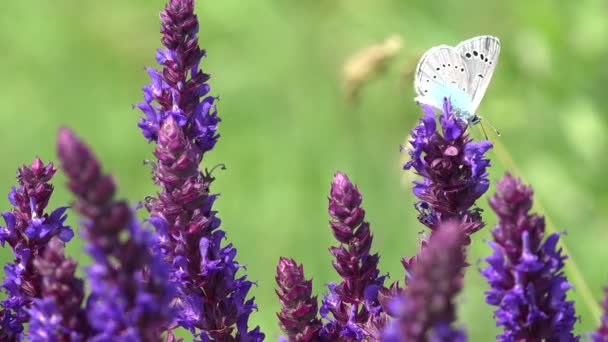 在田里的薰衣草花上放飞蝴蝶 在院子里采集花粉 在植物上采集螺旋藻 进行授粉 — 图库视频影像