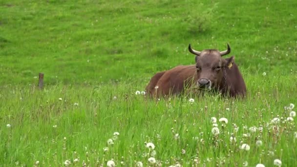 Cows Grazing Mountains Agriculture Field Beef Portrait Pasturing Meadow Animals — Stock Video