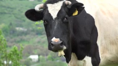 Dağlarda otlayan İnekler Tarım Alanında Sığır Portresi Çayırda Çayırda Çayırda Çayırdaki Hayvanlar, Kırsal Köy