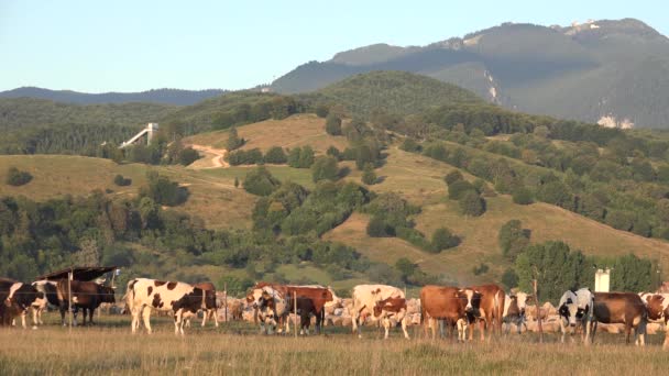 Vacas Pastando Campo Agricultura Las Montañas Retrato Carne Pastando Prado — Vídeo de stock