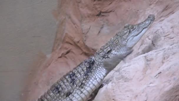 Крокодил Пустельній Місцевості Крихітний Ніл Крокодил Піску Плаваючий Алігатор Воді — стокове відео