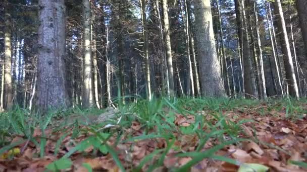 Séta Erdőben Kemping Nyomkövető Levél Napsugarak Gerenda Ágak Lépés Pov — Stock videók