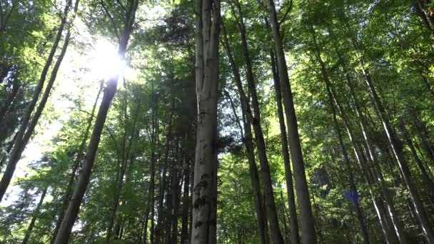 Erdő Levelek Lombozat Faipar Napsütés Napsugarak Gerenda Ágak Nyári Kilátás — Stock videók