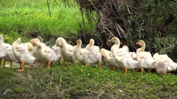 Goslings Natural Environment Flock Husese Sunbathing River Stream Creek Delta — Stock video