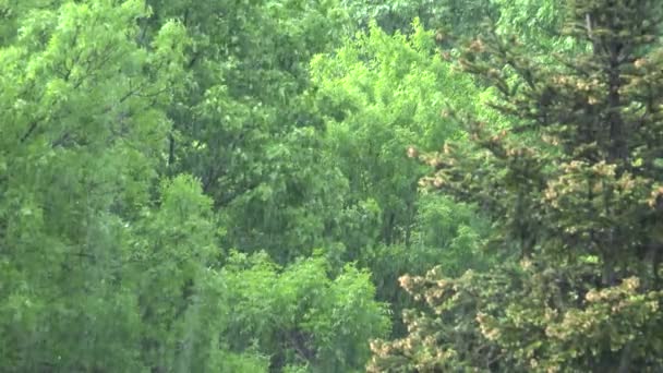 Lluvia, Tormenta, Lluvia torrencial de verano en el bosque, Día lluvioso en el follaje de madera, Tormenta en la naturaleza — Vídeos de Stock