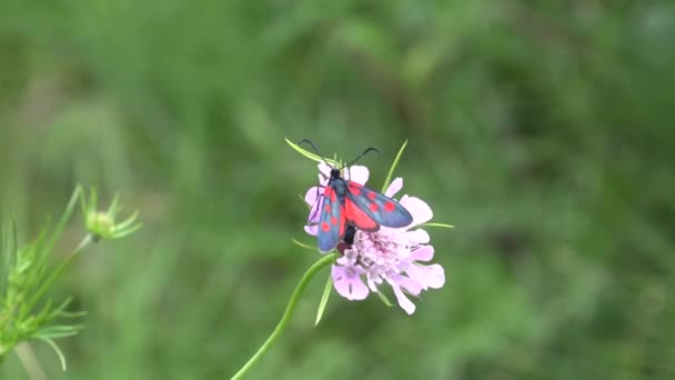 空飛ぶ蝶、自然のマクロの花の蝶、昆虫と山の庭の景色を閉じる — ストック動画